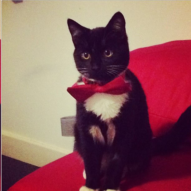 Cat in Bowtie