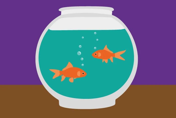 Two Goldfish in a tank