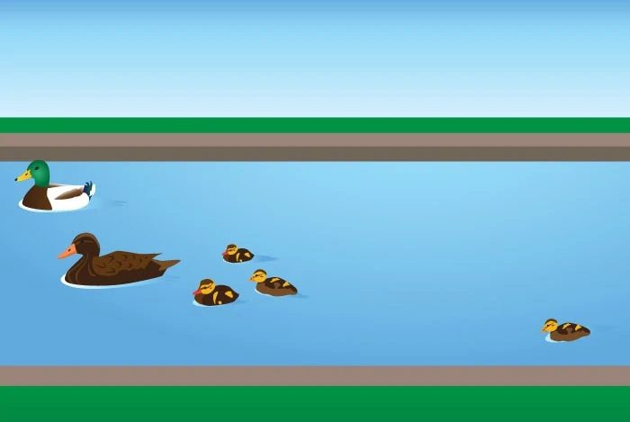 Ducklings in a river